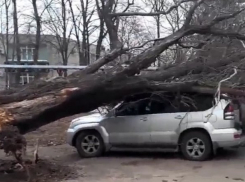  Ураганный ветер на Кубани повалил дерево и сорвал крепления моста 