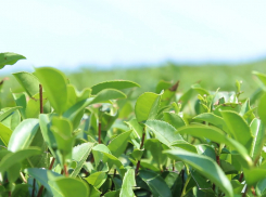 Комментарий ГК «Мацеста чай» по ситуации с чаем на Кубани