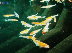 Не кормите карпов: в парке Галицкого объяснили, почему это опасно для жизни рыб