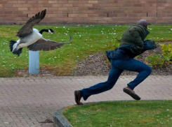 В Северском районе мужчине грозит 5 лет за кражу двух гусей