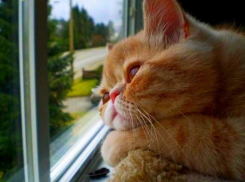 Будет жарко: погода на Кубани налаживается