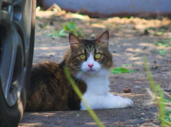 В Краснодарском крае похолодает до -18 градусов 