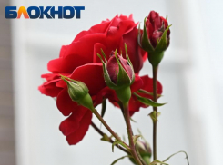 Ветер с порывами до 18 м/с ожидается в Краснодаре сегодня 