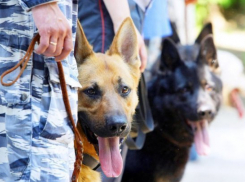  Служебная собака в Отрадненском районе вышла на след угонщика машины 