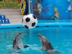 В Сочи дельфины за 100 дней до ЧМ-2018 сыграют в футбол