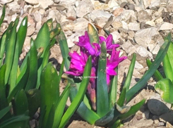 В парке Галицкого в Краснодаре зацвели гиацинты и камелия