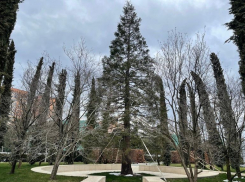 Долгожитель из США: доживет ли секвойя в парке Галицкого до 3000 лет