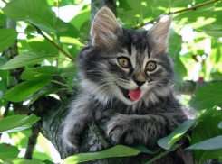 Лето пришло на Кубань на месяц раньше