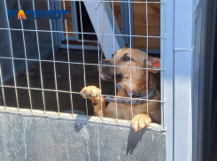 Отлов бездомных собак стартовал в пяти районах Краснодара 