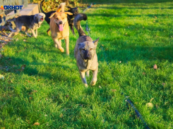 Девушка попала в больницу после нападения собаки в Краснодаре