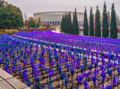Поля электрического шалфея загорелись фиолетовым огнём в Краснодаре