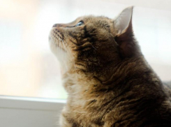 Снег и дожди задержатся на Кубани 