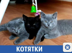 Шотландцы ищут новый дом в Краснодаре