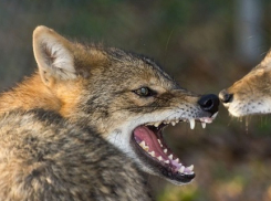 Шакалы наводнили Тихорецкий регион