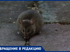 Огромные крысы в обморочном состоянии попали на видео в Краснодаре