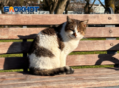 Потепление спрогнозировали в Краснодарском крае