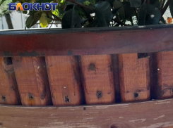 На Краснодарский край обрушилось нашествие клопов