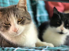 В Краснодарском крае установится сильная жара