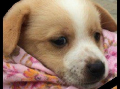 В Краснодаре пройдет митинг против живодеров 