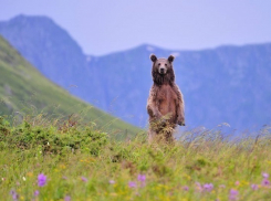 Краснодарские экологи намерены бойкотировать проект «Газпрома» 