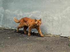 Гроза, дождь и до +36 ожидается на Кубани