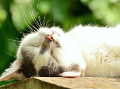 Жара в Краснодаре набирает обороты