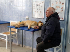 «Пока зовем Малышом»: краснодарский пенсионер рассказал о спасении раненого бездомного пса