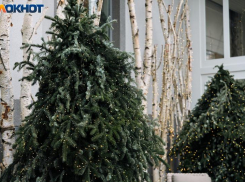 По ощущениям до -10 и снег: погода удивляет Краснодар за пять дней до Нового года 