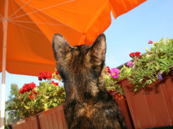 Погода в Краснодарском крае прояснится, но дождь будет