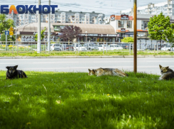 Старт планового отлова дворняг объявили в Краснодаре