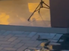 По ЖК «Светлому» в Краснодаре ползают змеи: видео