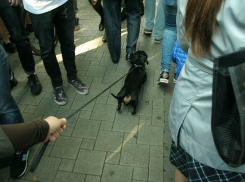  Целая стая собак прошла колонной по центру Краснодара 