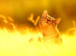  Дожди кончились, на Кубань наступает сильная жара 