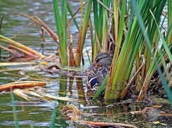 Пропавшая школьница на Кубани пряталась в камышах 