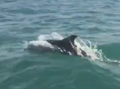 В Сочи рыбаки с камбалой на борту гнались за дельфином в море