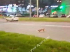 Лиса устроила показательный забег через дорогу в Краснодаре