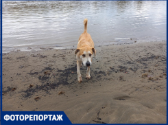 В Краснодаре показали место обещанного пляжа: мутная вода, мусор и собаки