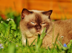 В Краснодаре вновь теплее, чем в Сочи: за окном +20 