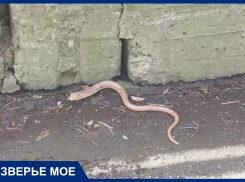 В Краснодарском крае проснулись безногие ящерицы