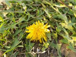 В Краснодарском крае зимой зацвели одуванчики и слива