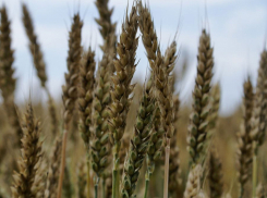 Депутаты Кубани хотят пересмотреть критерии оценки страховых рисков при потере урожая