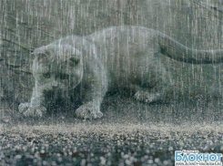 В Краснодарском крае 12 сентября ожидаются дожди и грозы