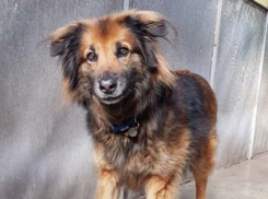  С фирмой, убившей собак и выкинувшей трупы в ущелье под Туапсе, расторгнут контракт 