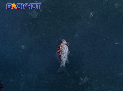 В Городском саду Краснодара массово гибнет рыба в пруду с гусями и утками