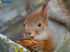 В Японском саду Краснодара поселились белки 