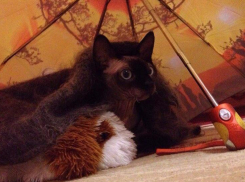 Понижение температуры воздуха и дождь: неприятный прогноз для Кубани