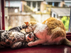 Дождь и мокрый снег ожидаются 7 декабря на Кубани 