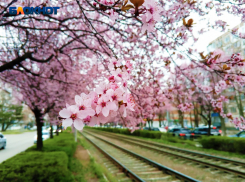 Вторая Япония: Краснодар утонул в цветении слив Писсарди