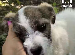 В Краснодарском крае волонтеры забрали щенка у издевавшейся над ним школьницы