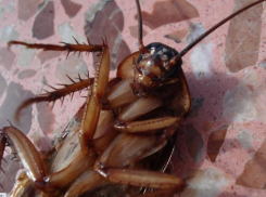 Краснодар атакуют тараканы-гиганты: видео монстра попало в сеть